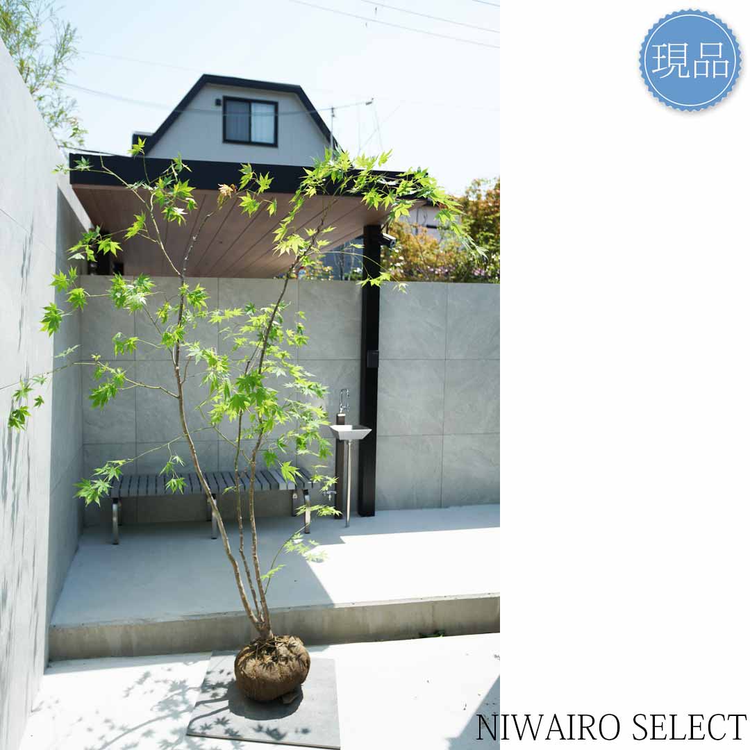 楽天市場】【現品】山採り【ヤマモミジ】紅葉 本株立ち 自然風樹形