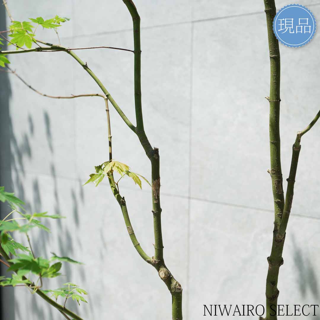 楽天市場】【現品】山採り【コハウチワカエデ】小羽団扇楓 自然風樹形