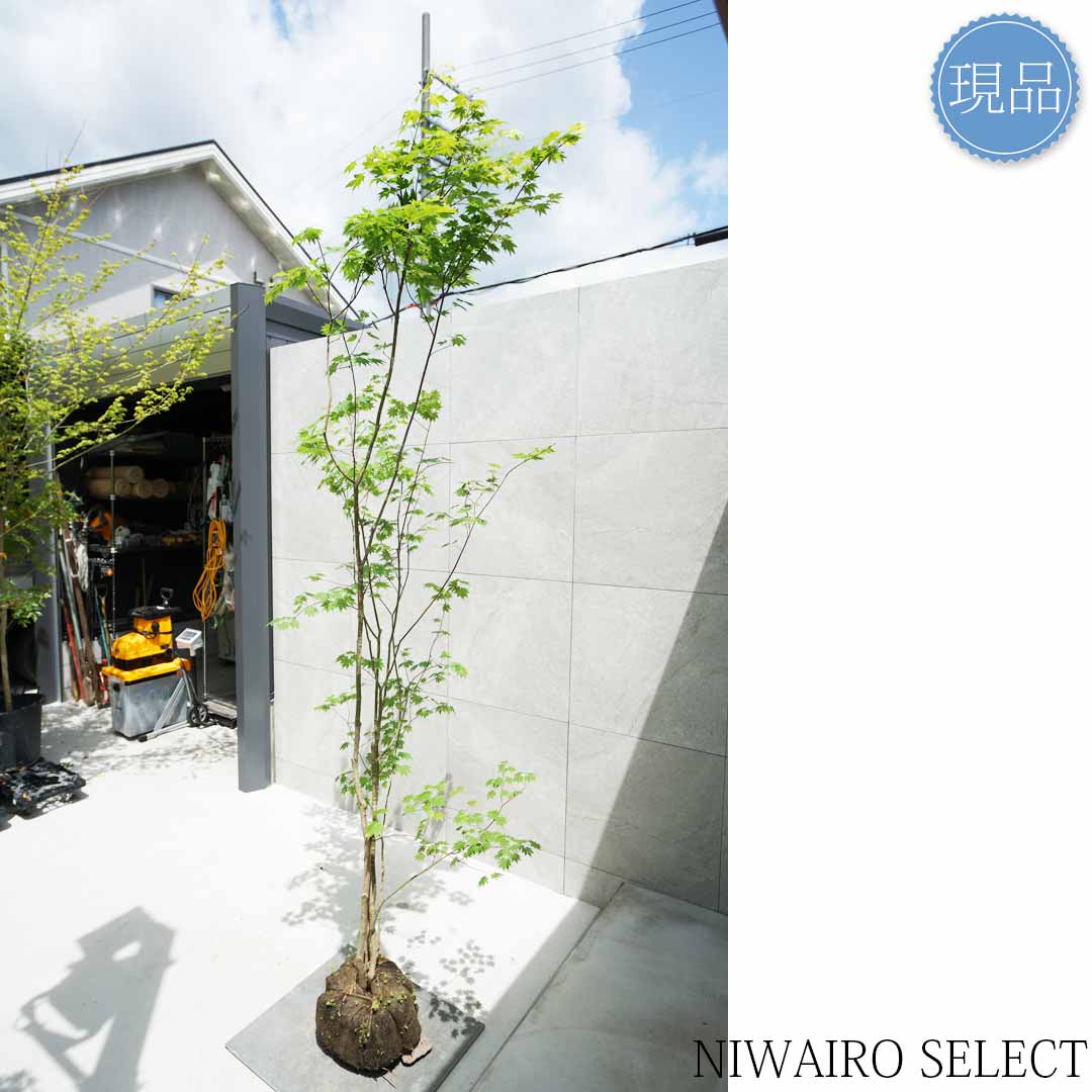 楽天市場】【現品】山採り【ヒナウチワカエデ】雛団扇楓 株立ち 自然風