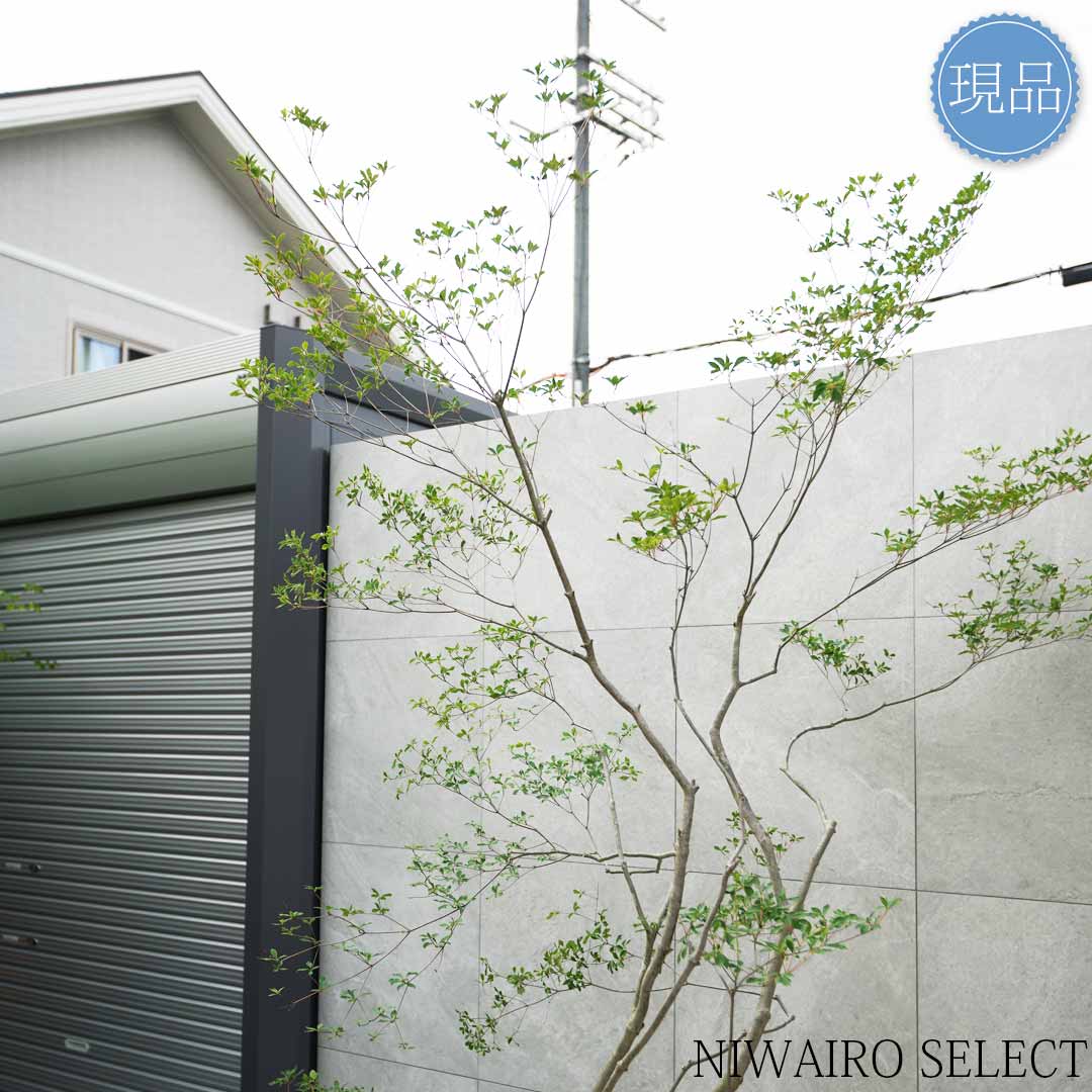 楽天市場】【現品】山採り【大型ドウダンツツジ】灯台躑躅 本株立ち