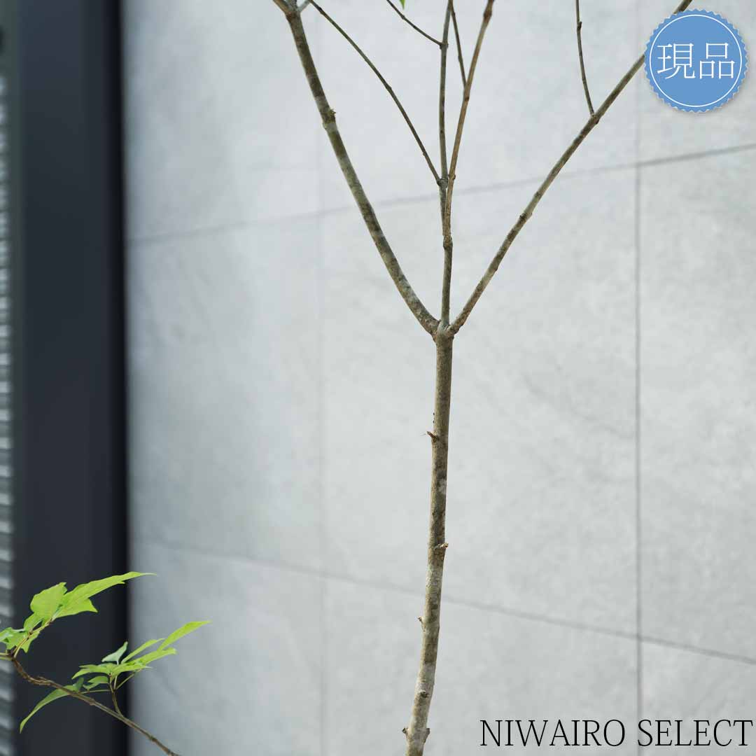 楽天市場】【現品】山採り【アオダモ】自然風樹形 コバノトネリコ 樹高