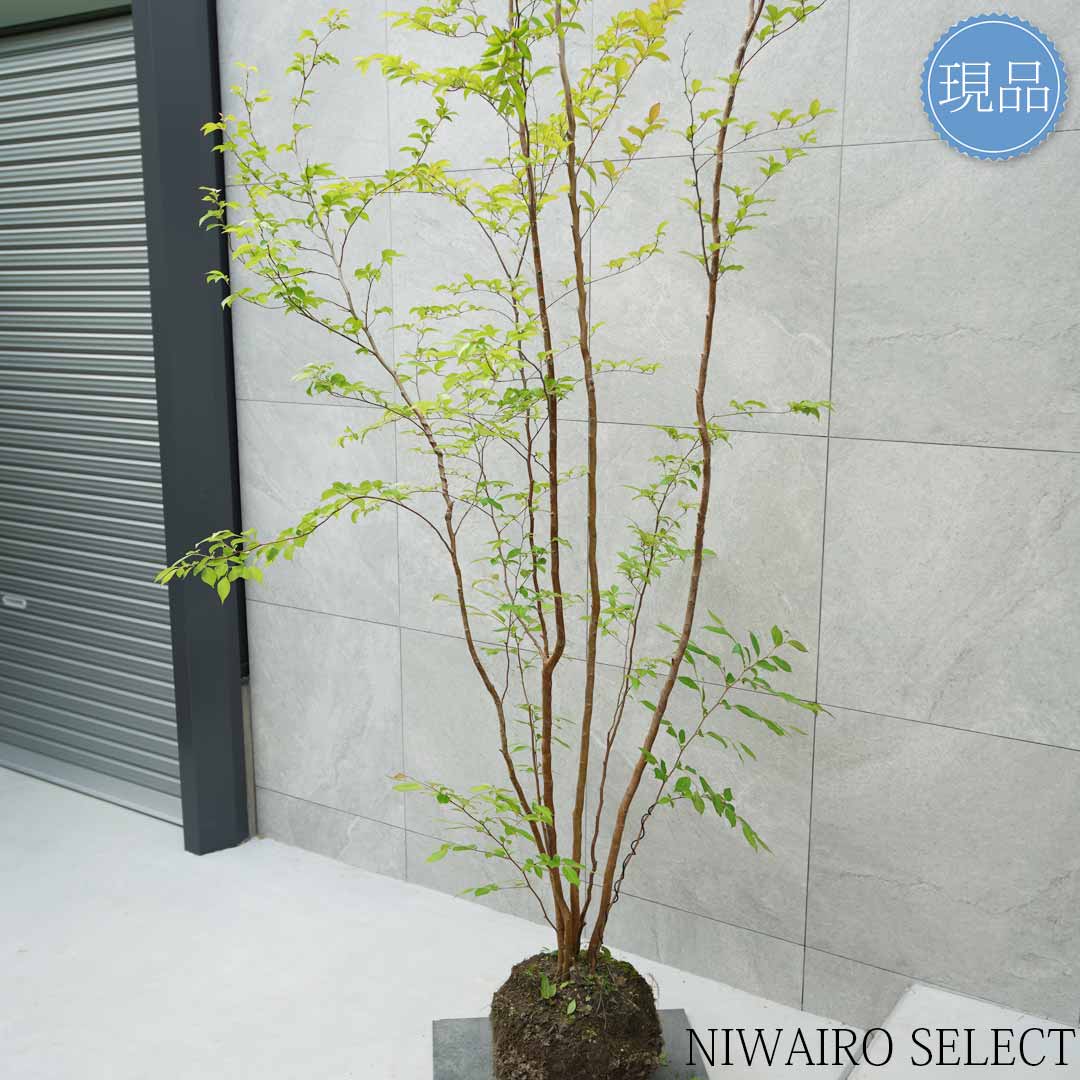 楽天市場】【現品】【ヒメシャラ】姫沙羅 株立ち 自然風樹形 樹高H