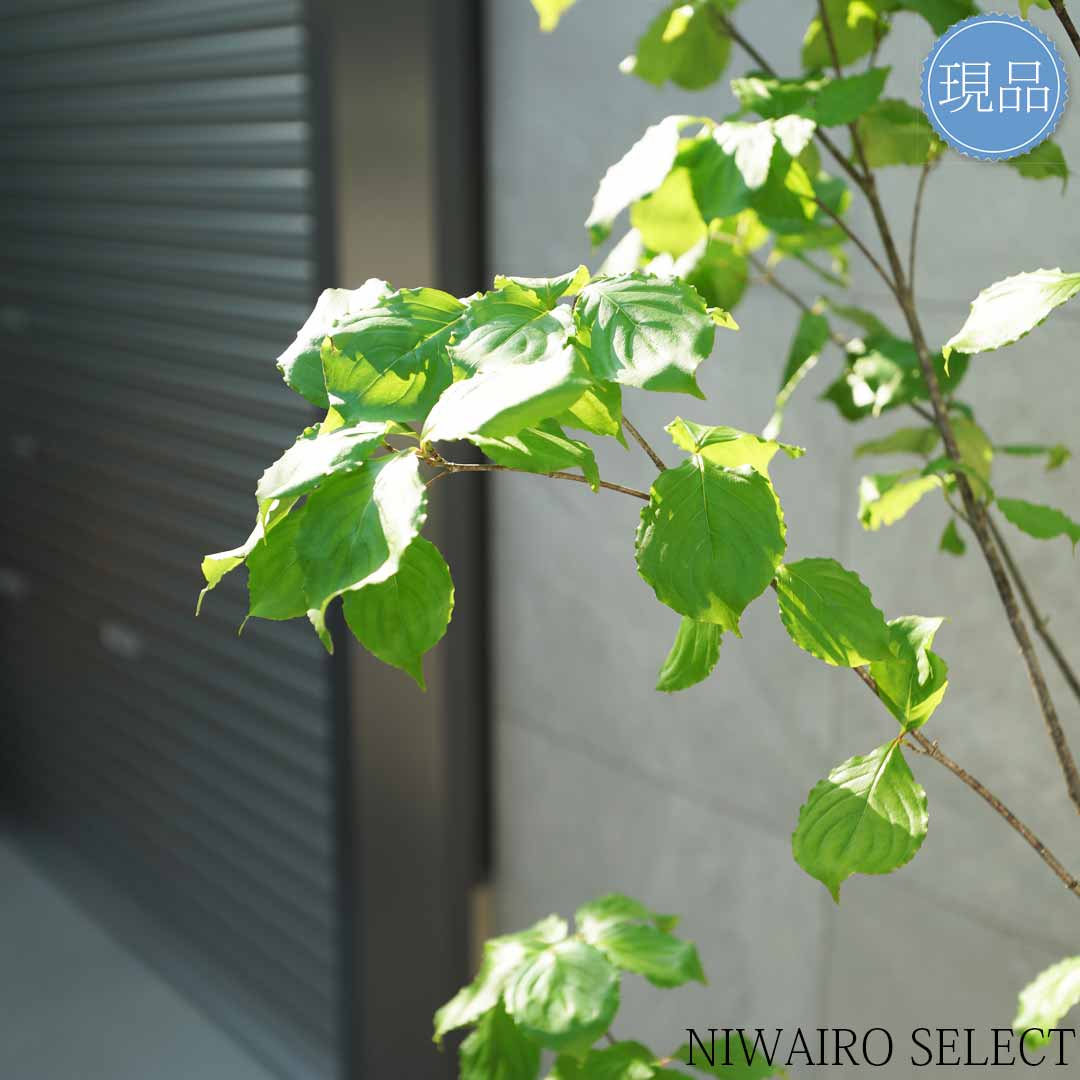 楽天市場】【現品】【ヤマボウシ】山法師 本株立ち 自然風樹形 樹高H