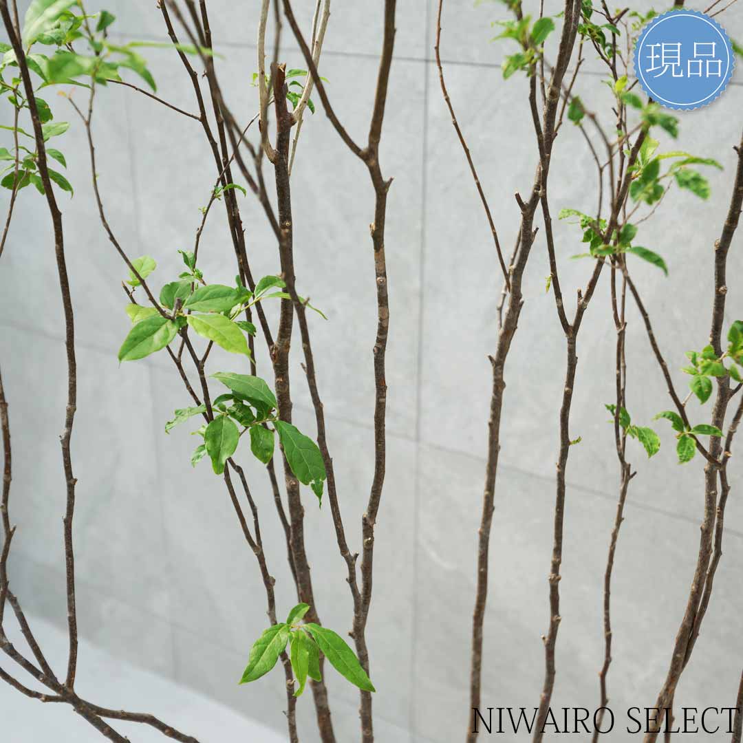 楽天市場】【現品】山採り【ナツハゼ】夏櫨 株立ち 自然風樹形 樹高H