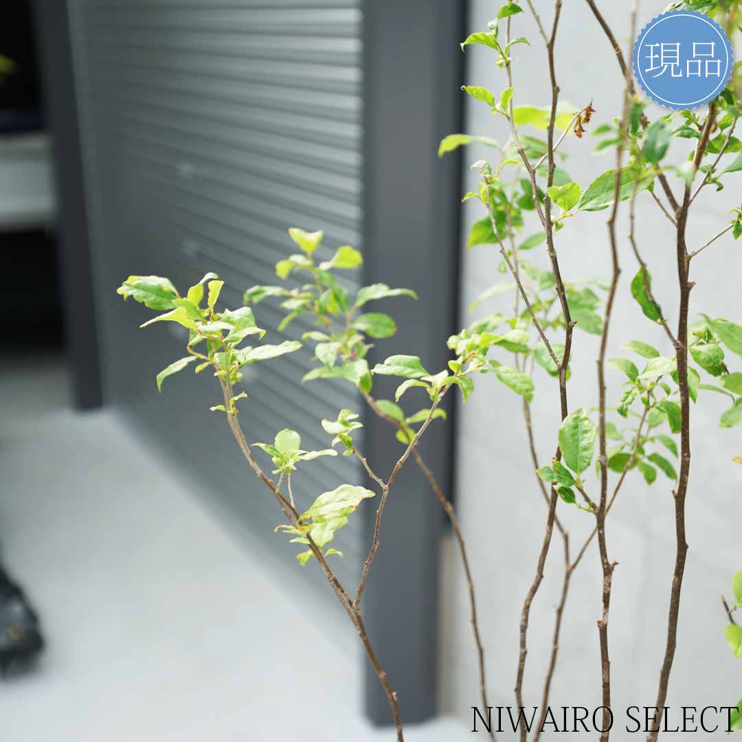 楽天市場】【現品】山採り【ナツハゼ】夏櫨 株立ち 自然風樹形 樹高H