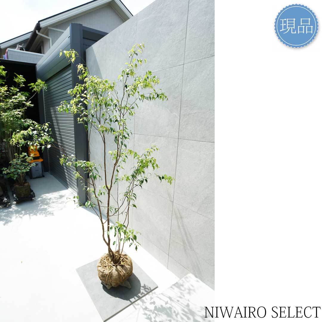 楽天市場】【現品】山採り【ハイノキ】株立ち 自然風樹形 樹高H≒190