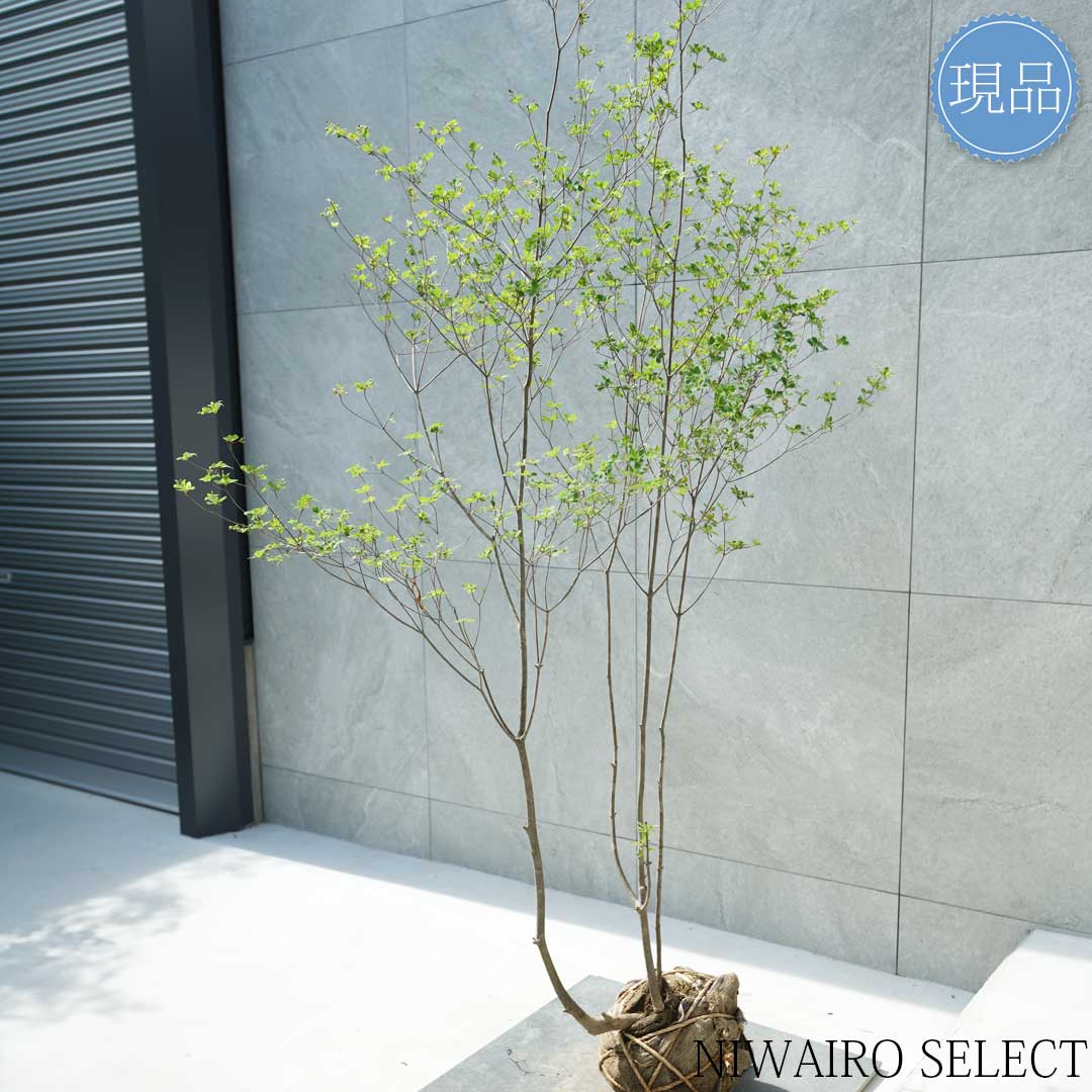 楽天市場】【現品】山採り【アブラツツジ】アブラドウダンツツジ 油