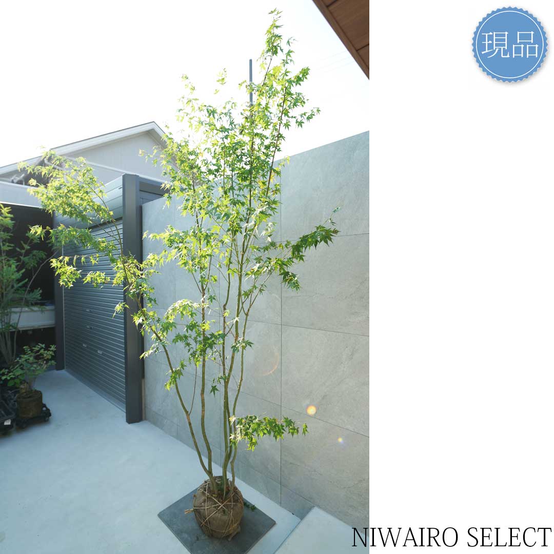 楽天市場】【現品】山採り【イロハモミジ】紅葉 株立ち 自然風樹形