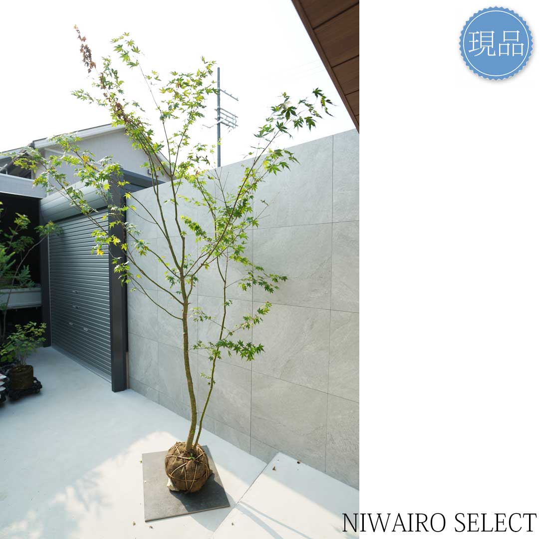 楽天市場】【現品】山採り【イロハモミジ】紅葉 株立ち 自然風樹形