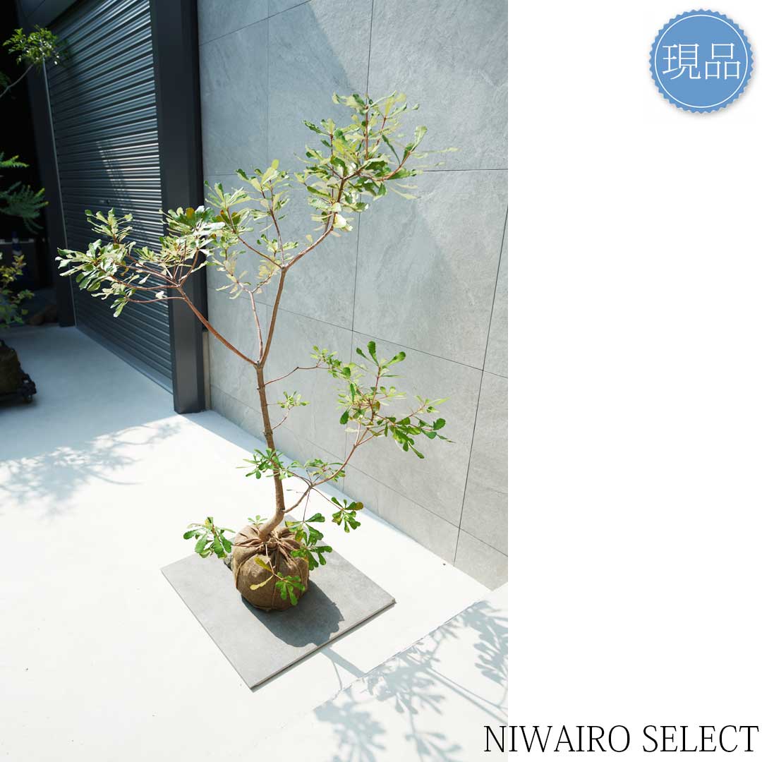 楽天市場】【現品】【バンクシア】コーストバンクシア オージー