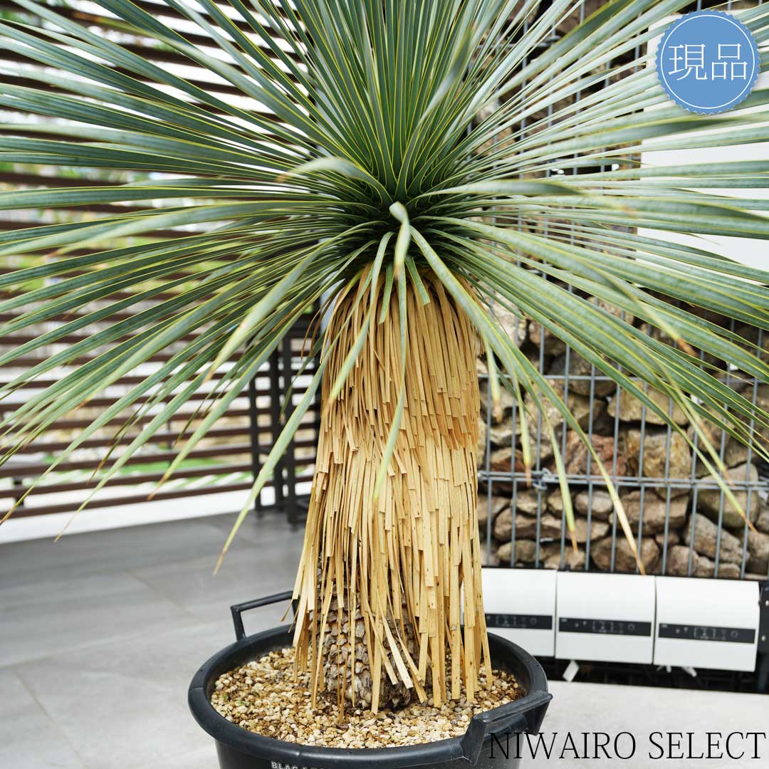 楽天市場】【現品】【 ロストラータ ブルーサンダー】ユッカ 自然風樹