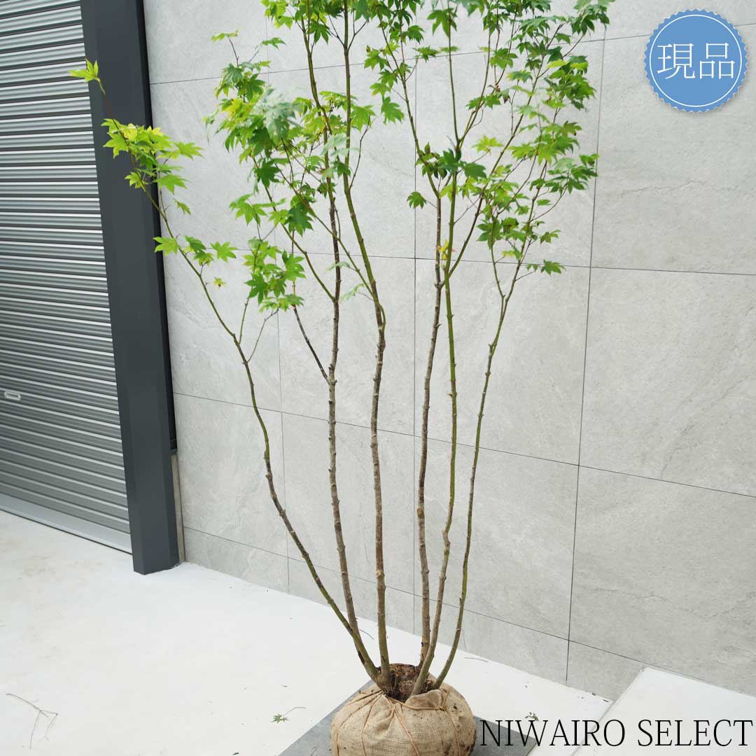 楽天市場】【現品】山採り【オオモミジ】紅葉 本株立ち 自然風樹形