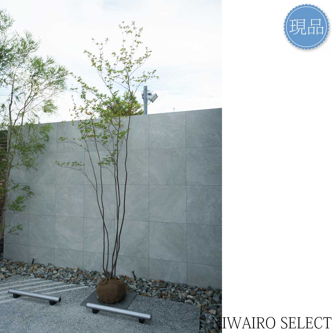 楽天市場】【現品】山採り【大型アブラツツジ】アブラドウダンツツジ