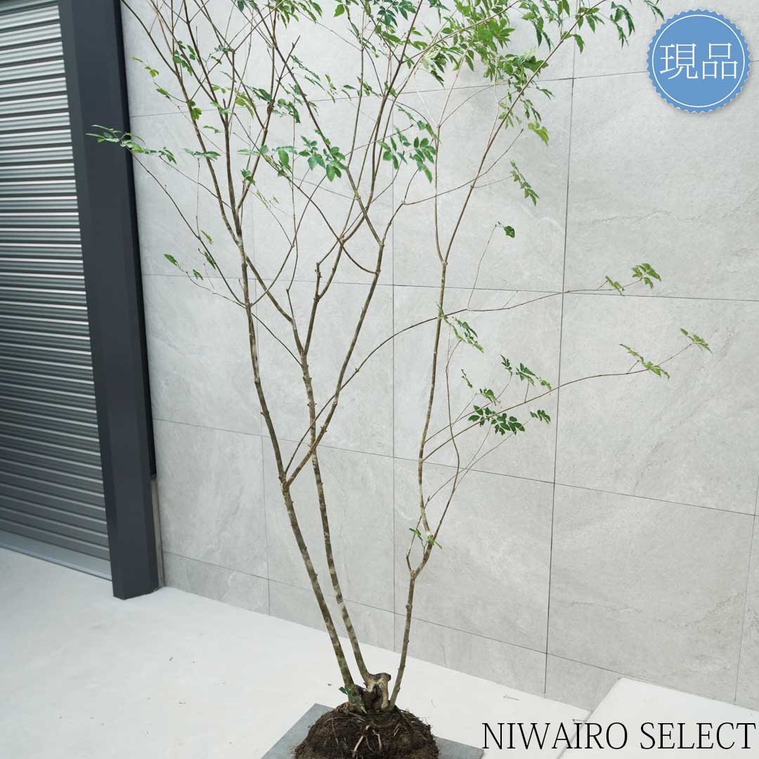 楽天市場】【現品】山採り【アオダモ】本株立ち 自然風樹形