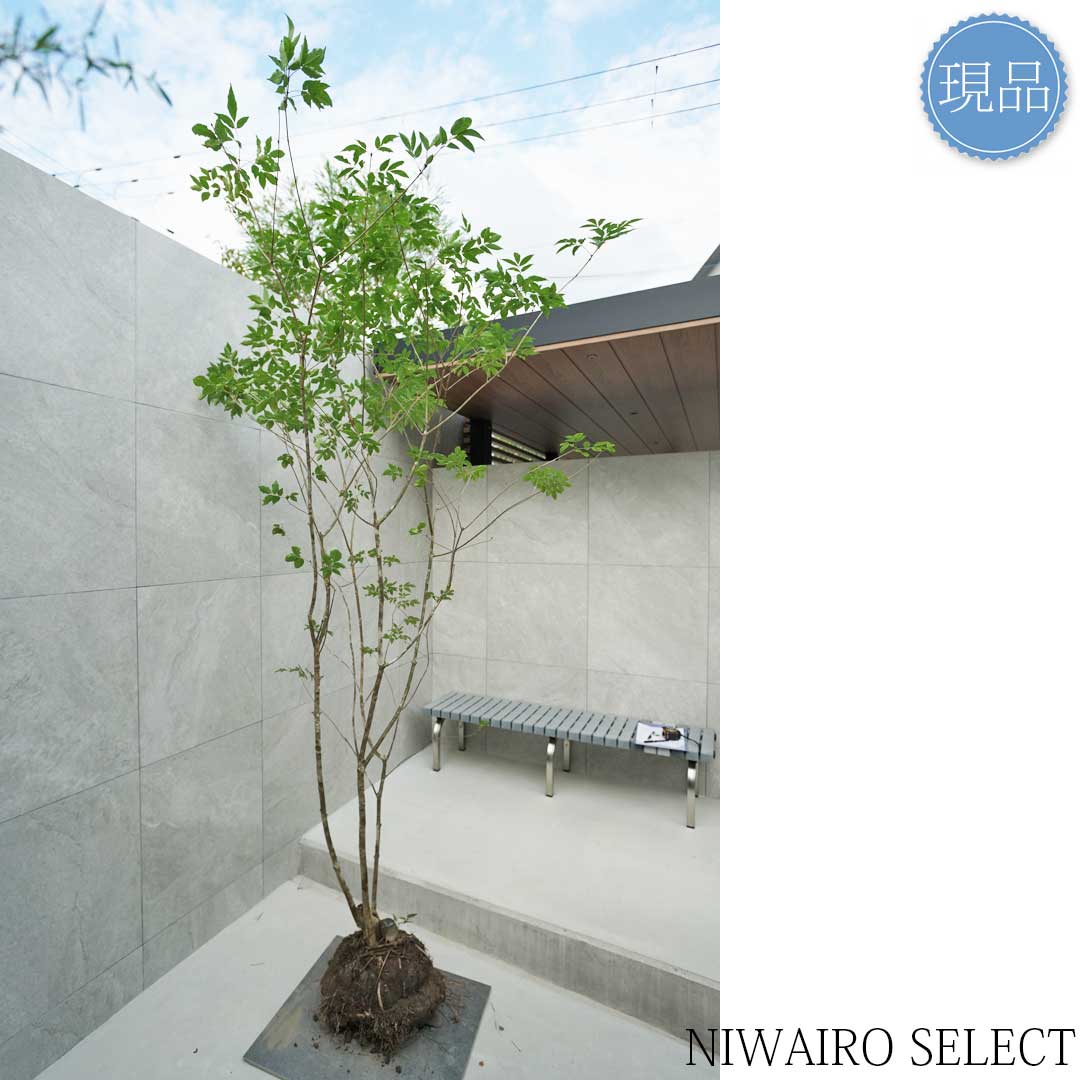 楽天市場】【現品】山採り【アオダモ】本株立ち 自然風樹形