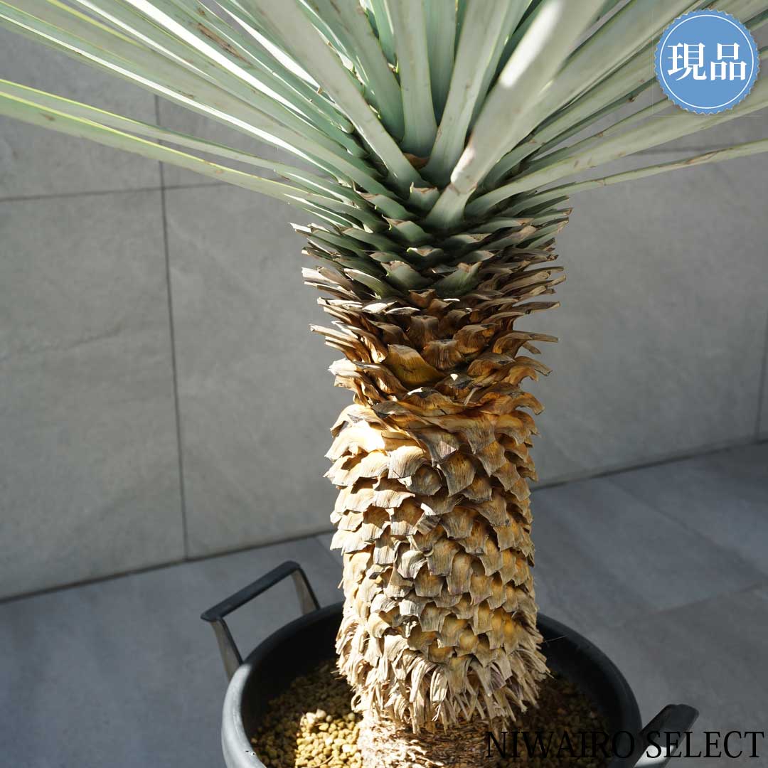 楽天市場】【現品】【マルデヌベス リギダver】ユッカ ハイブリッド