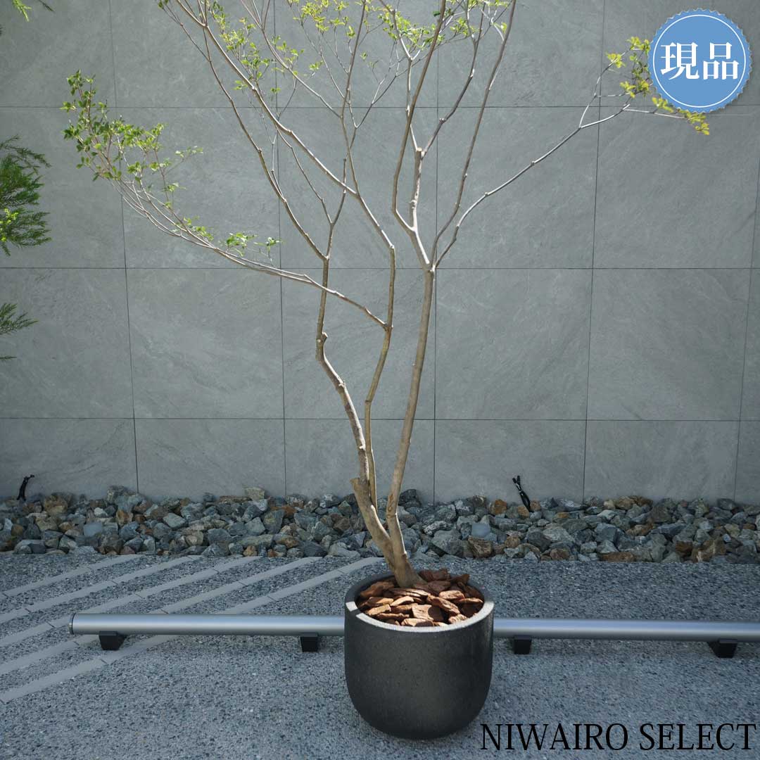 楽天市場】【現品】鉢植え 山採り【大型ドウダンツツジ】灯台躑躅 本株