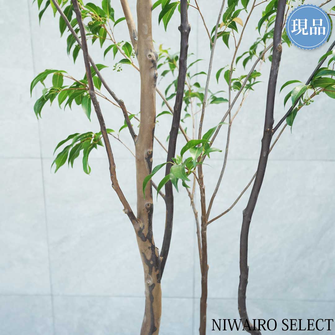 楽天市場】【現品】【常緑エゴノキ】トキワエゴノキ 常盤 株立ち 自然