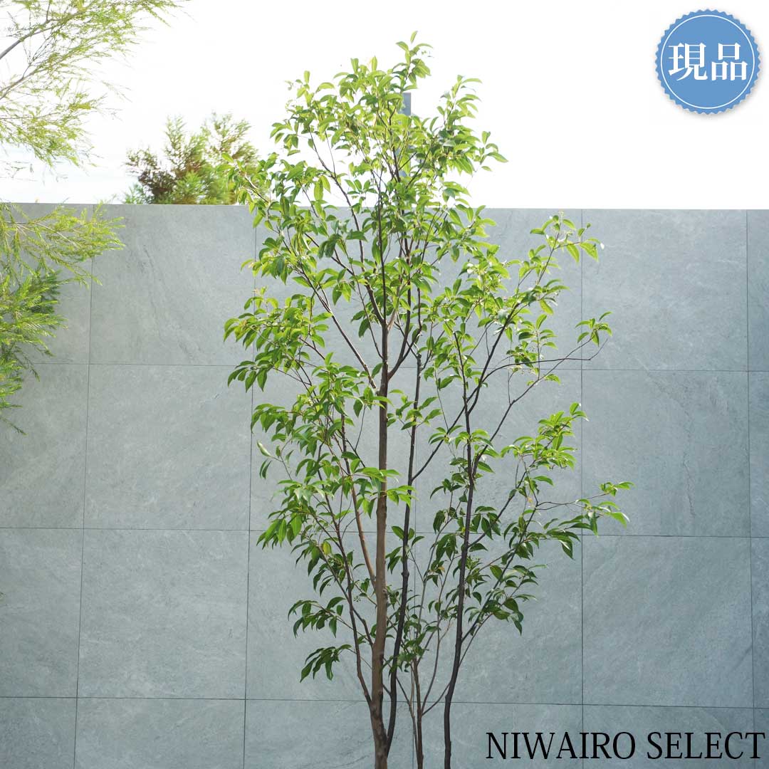 楽天市場】【現品】【常緑エゴノキ】トキワエゴノキ 常盤 株立ち 自然