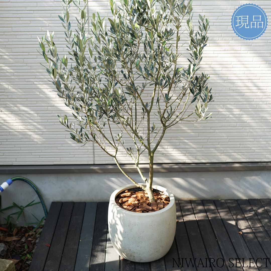 オリーブの木 モライオロ 10号 約180cm K-340 現品掲載 NEWモライオロ
