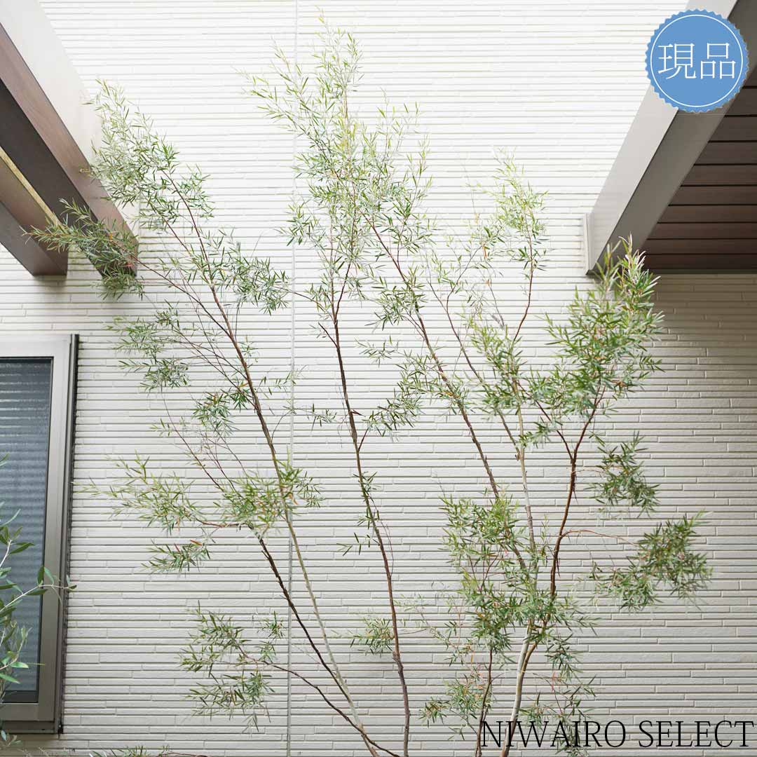 楽天市場】【現品】鉢植え【シルバーティーツリー】レプトスペルマム