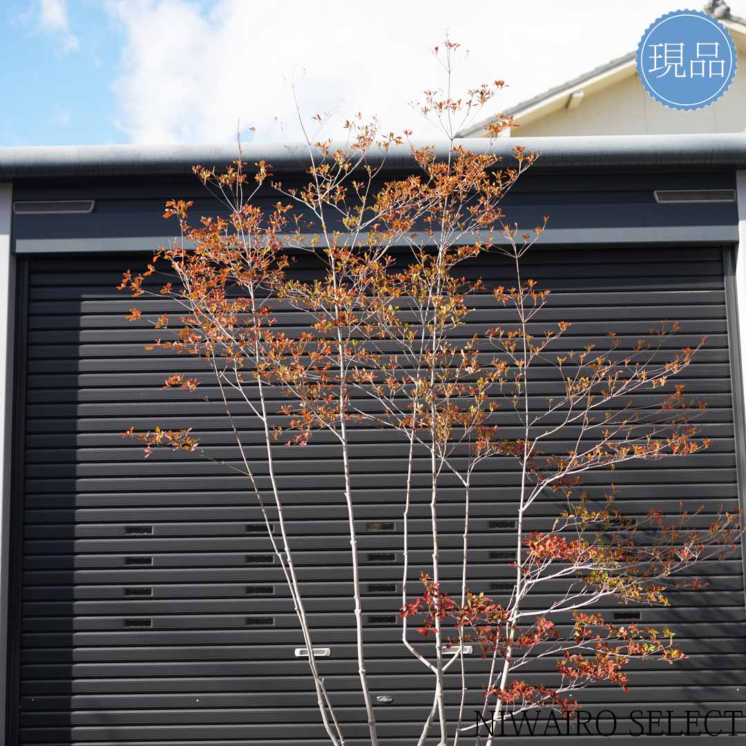 楽天市場】大型 山採り【ドウダンツツジ】本株立ち 自然風樹形 樹高H