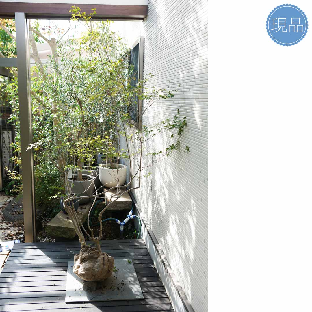 楽天市場】大型 山採り【ドウダンツツジ】株立ち 自然風樹形 樹高H