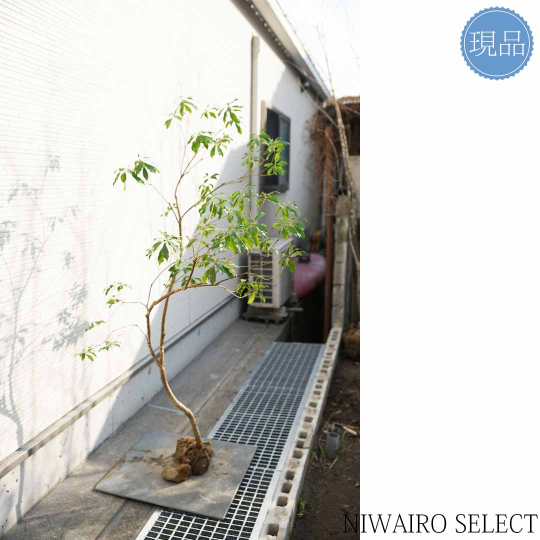 楽天市場】【現品】山採り【アセビ】白花 馬酔木 自然風樹形 樹高H