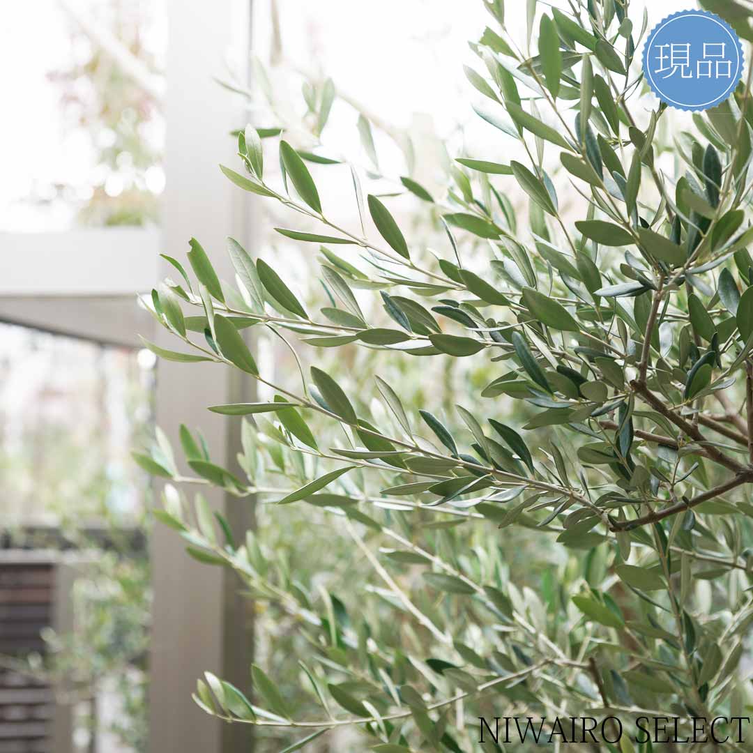 楽天市場】【現品】鉢植え【オリーブの木】ルッカ 自然風樹形 全高H
