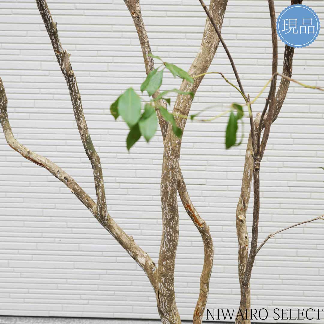 楽天市場】【現品】山採り【大型アセビ】白花 馬酔木 株立ち 自然風樹