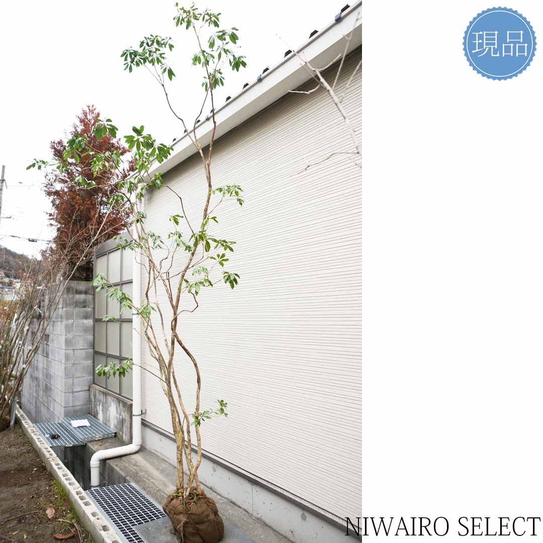 楽天市場】【現品】山採り【大型アセビ】白花 馬酔木 株立ち 自然風樹