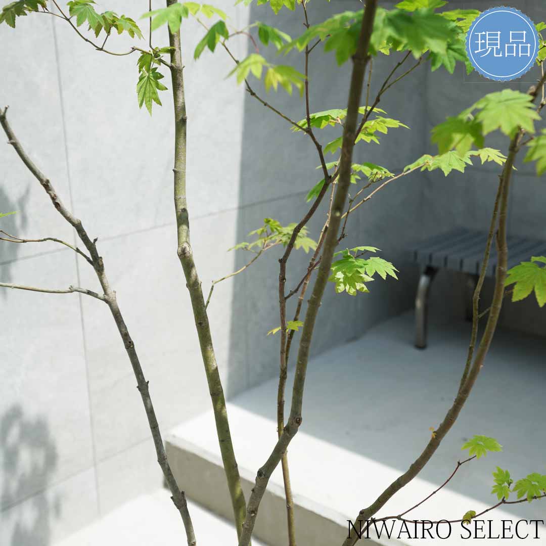 楽天市場】【現品】山採り【コハウチワカエデ】小羽団扇楓 株立ち 自然