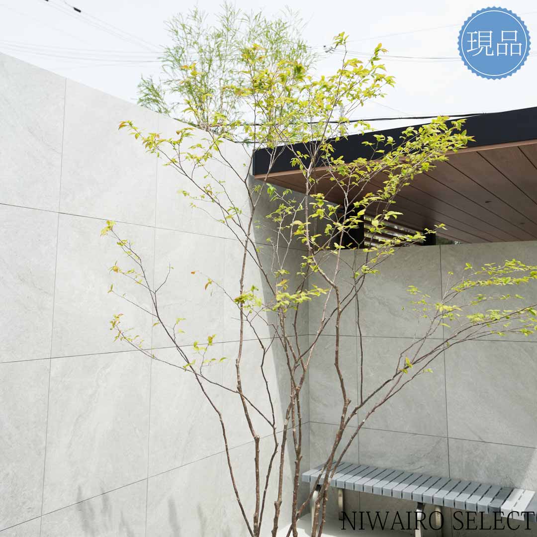 楽天市場】【現品】山採り【ナツハゼ】夏櫨 本株立ち 自然風樹形 樹高H