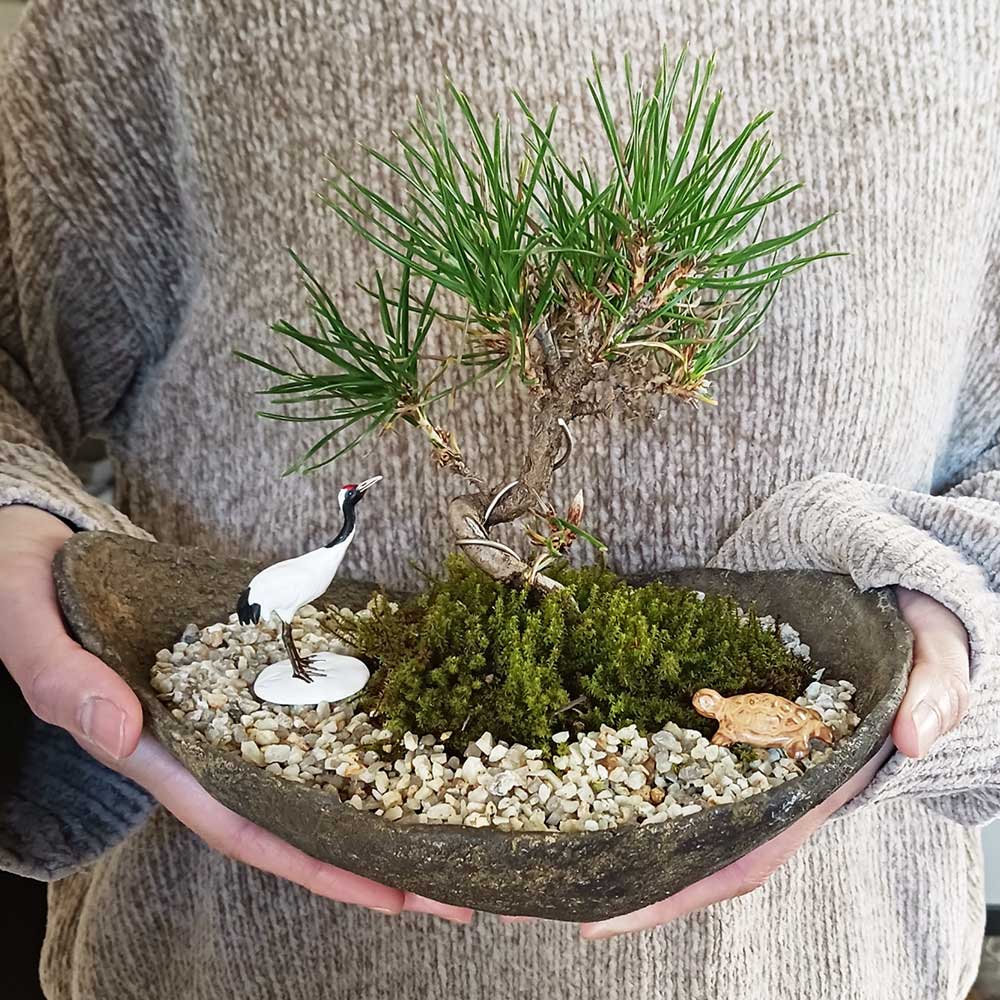 楽天市場】縁起物 黒松盆栽 くらま鉢 鶴亀セット くろまつ クロマツ
