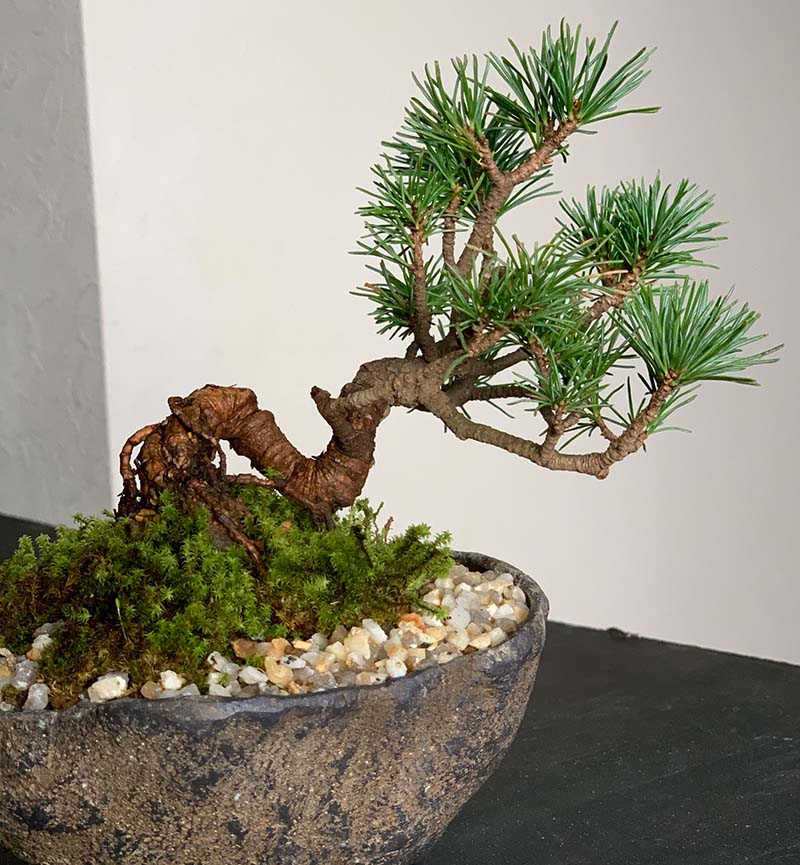 楽天市場】盆栽 五葉松 ゴヨウマツ くらま岩風鉢 鞍馬 ミニ盆栽