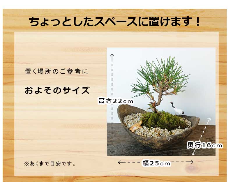 楽天市場】縁起物 黒松盆栽 くらま鉢 鶴亀セット くろまつ クロマツ