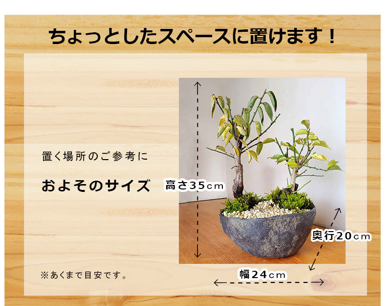 楽天市場】盆栽 梅 紅白 二本植え 紅梅 白梅 梅盆栽花咲くボンサイ