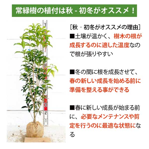 楽天市場】［生産者直送］ココスヤシ 株立ち(3本立ち) 樹高約60cm 耐寒