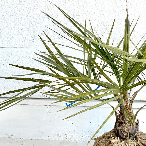 楽天市場】［生産者直送］ココスヤシ 樹高約0.8-1m 南国ガーデン 送料