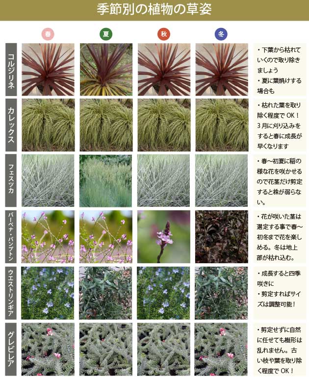 楽天市場】宿根草で作るオージープランツ風ガーデン ［B］広域セット