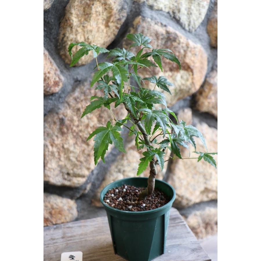 楽天市場】山モミジ 曲がり仕立て 4号鉢 ヤマモミジ モミジ 紅葉 盆栽