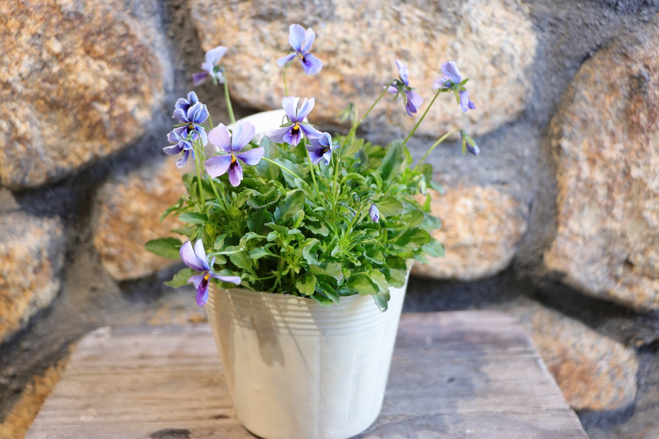 楽天市場】ビオラ 神戸べっぴんさん ブルージャスミン アソート 3.5号