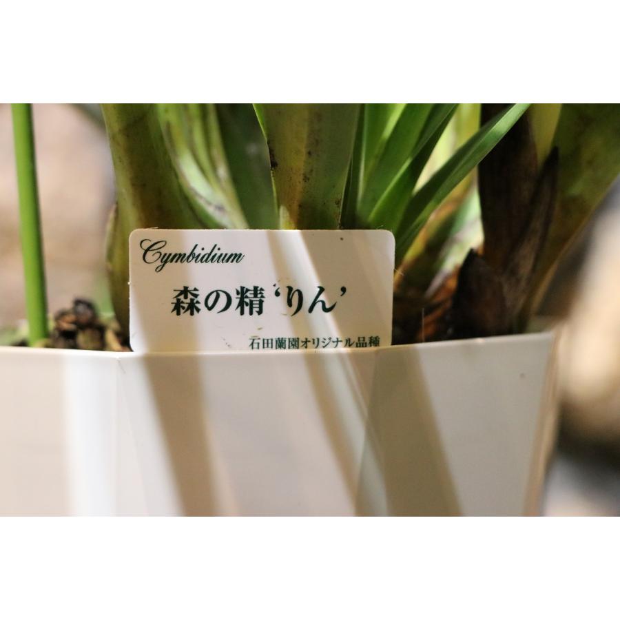 楽天市場】テーブル シンビジウム 森の精 りん 2本立ち 5号鉢