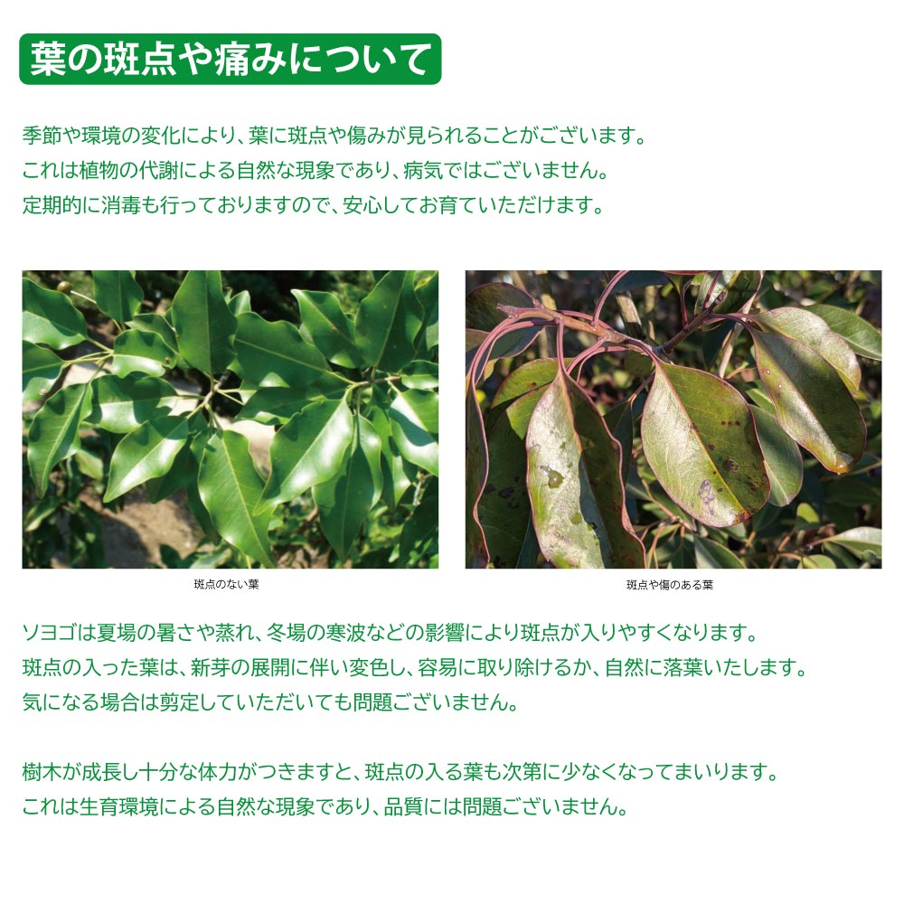 楽天市場】ソヨゴ 株立ち 1.5m 露地 苗木 : トオヤマグリーン