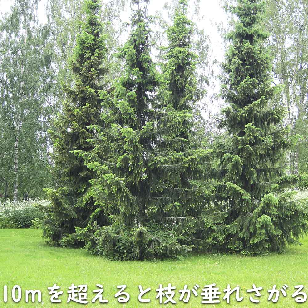 楽天市場】ドイツトウヒ 1.5m 露地 苗木 : トオヤマグリーン