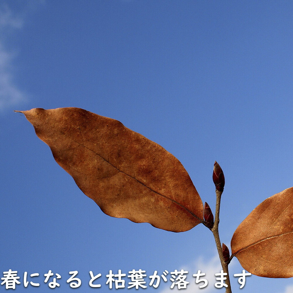 楽天市場】ヤマコウバシ 株立ち 2m 露地 苗木 : トオヤマグリーン