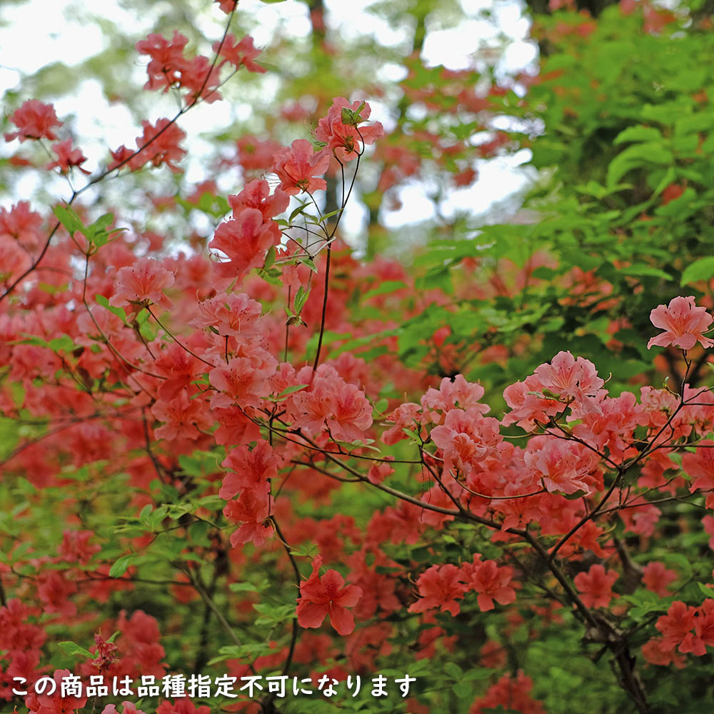楽天市場】ヤマツツジ 2m 露地 苗木 : トオヤマグリーン