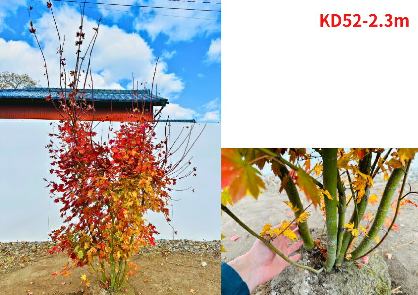 楽天市場】【スーパーセール10%OFF】【現品発送】コハウチワカエデ 株