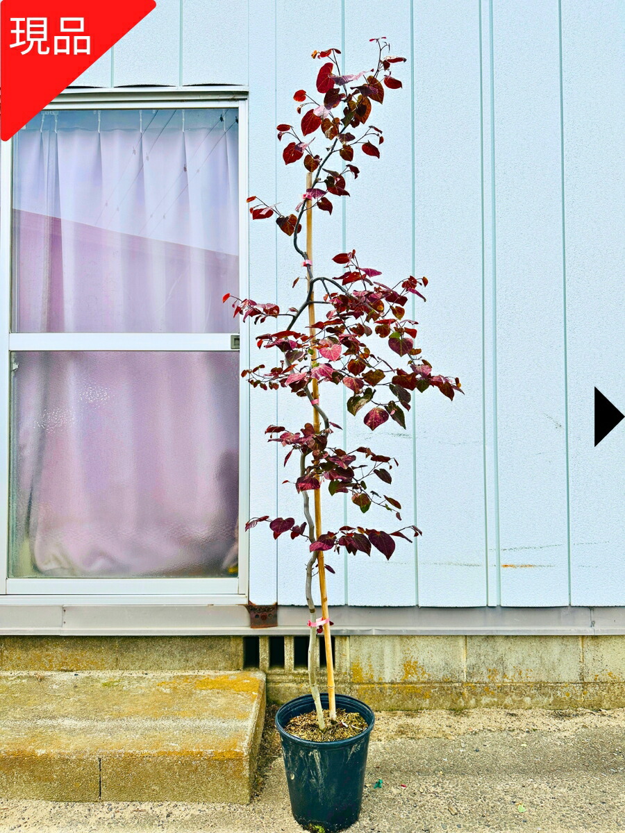 楽天市場】【現品発送】シダレアメリカハナズオウ (ルビーフォールズ