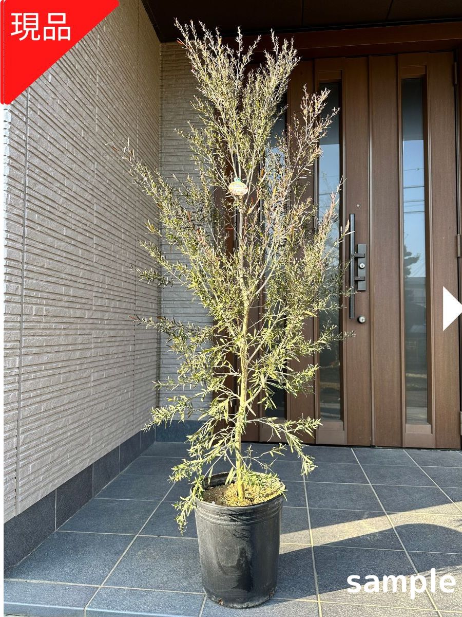 楽天市場】【スーパーセール10%OFF】【現品発送】カッパーグロー 9号